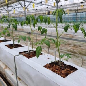 cocopeat-open-top-grow-bags